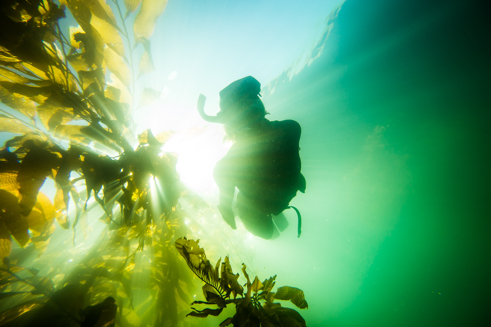 Jen McWhorter free diving in La Jolla near San Diego, CA.
