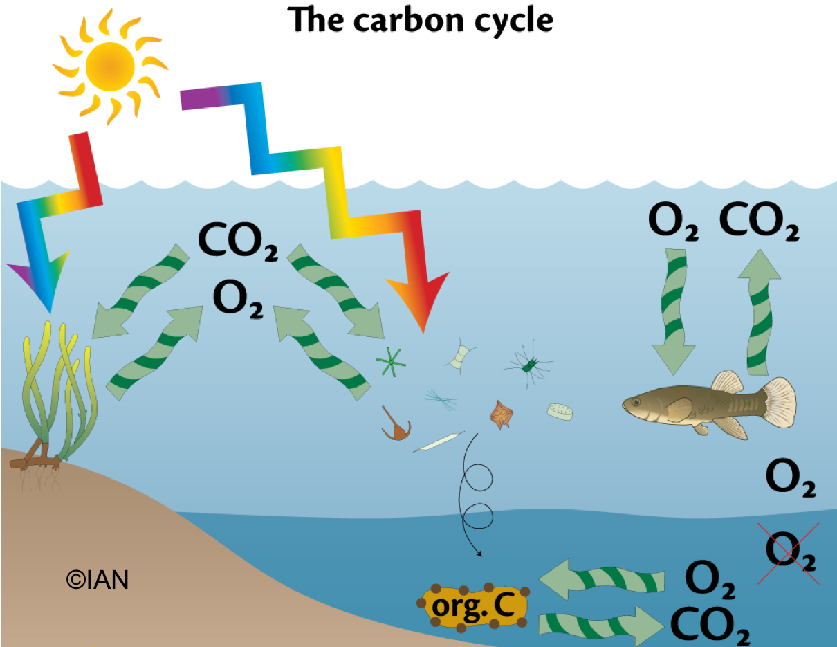 carbon_cycle | Southern California Coastal Ocean Observing System