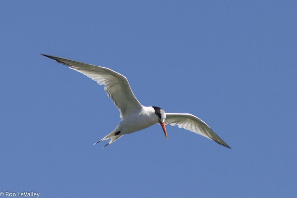 Seabird and Marine Mammal Surveys | Southern California Coastal Ocean ...