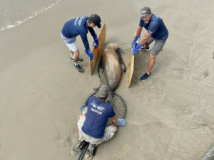 Domoic acid crisis affecting marine mammals in Ventura and Santa Barbara