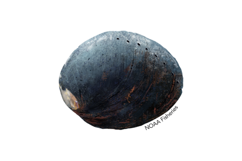 black abalone