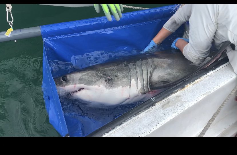 Tagging-shark | Southern California Coastal Ocean Observing System