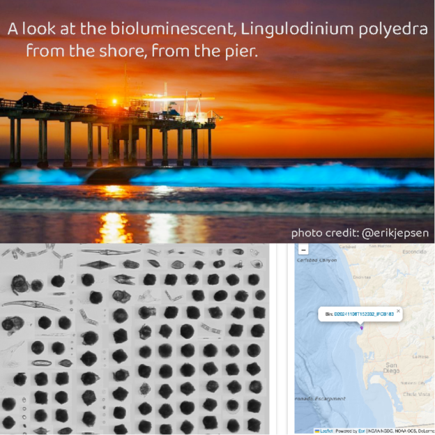 Observing Bioluminescence at Scripps Pier